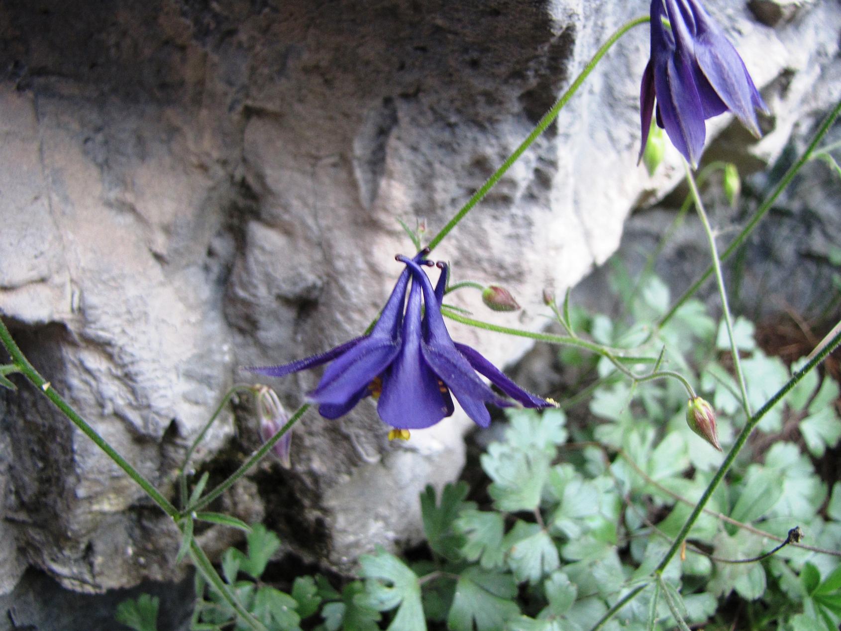 Le rupi fiorite del Garda